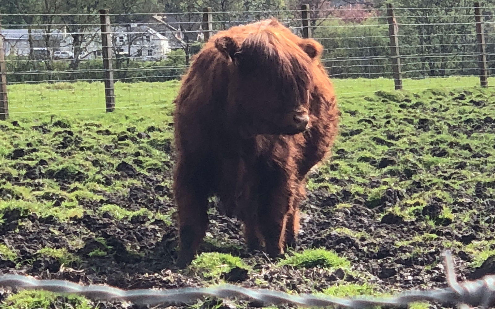 Honey the coo...