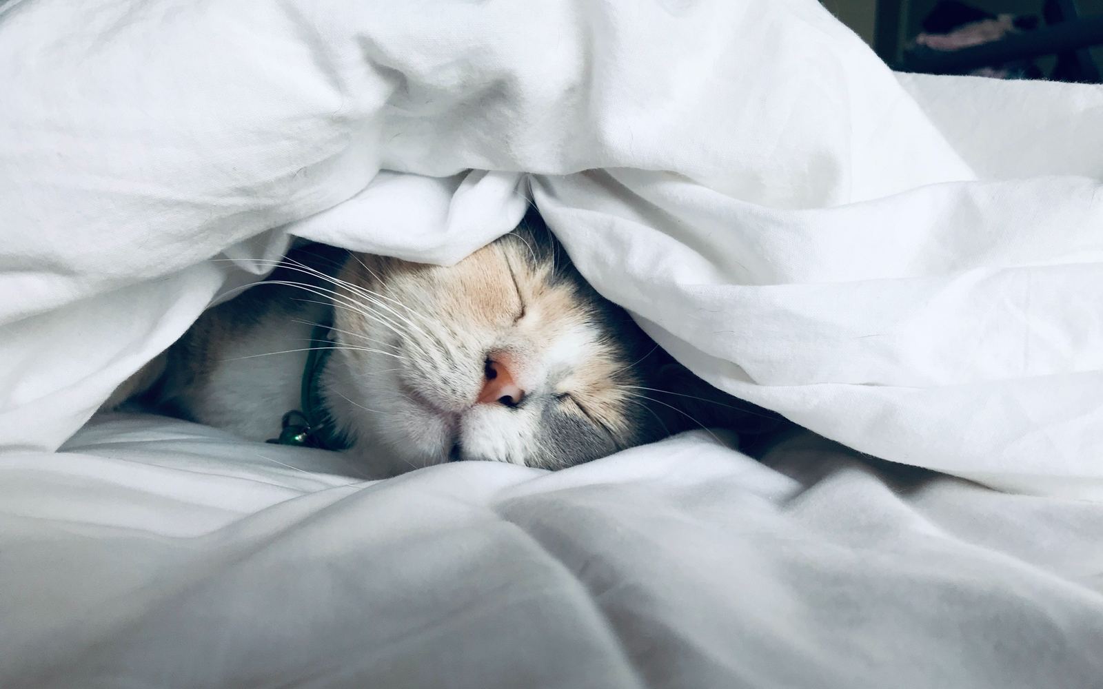 Wake me up when it's Spring! Credit: Kate Stone Matheson/Unsplash
