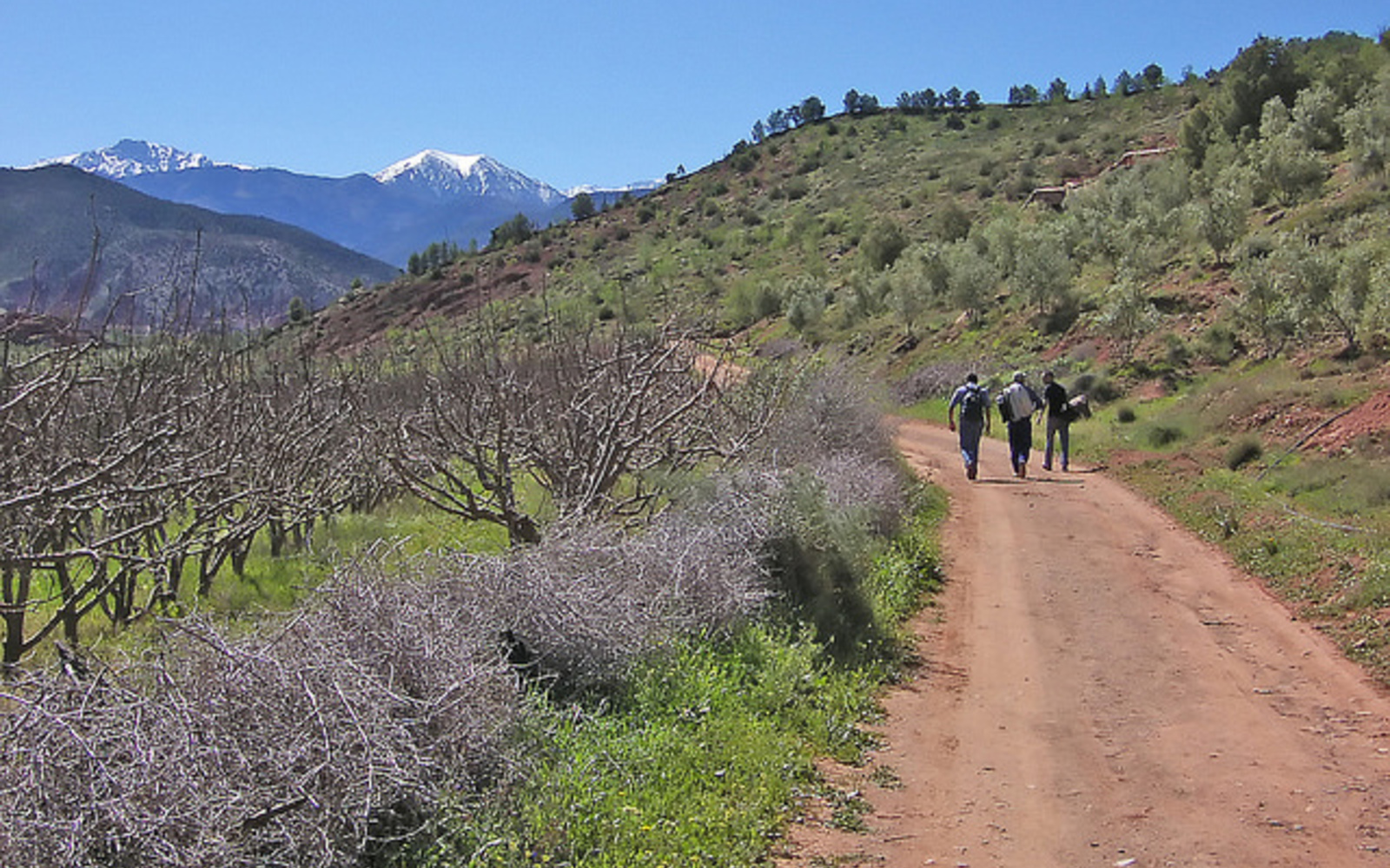 Orchards opposite Kasbah Angour