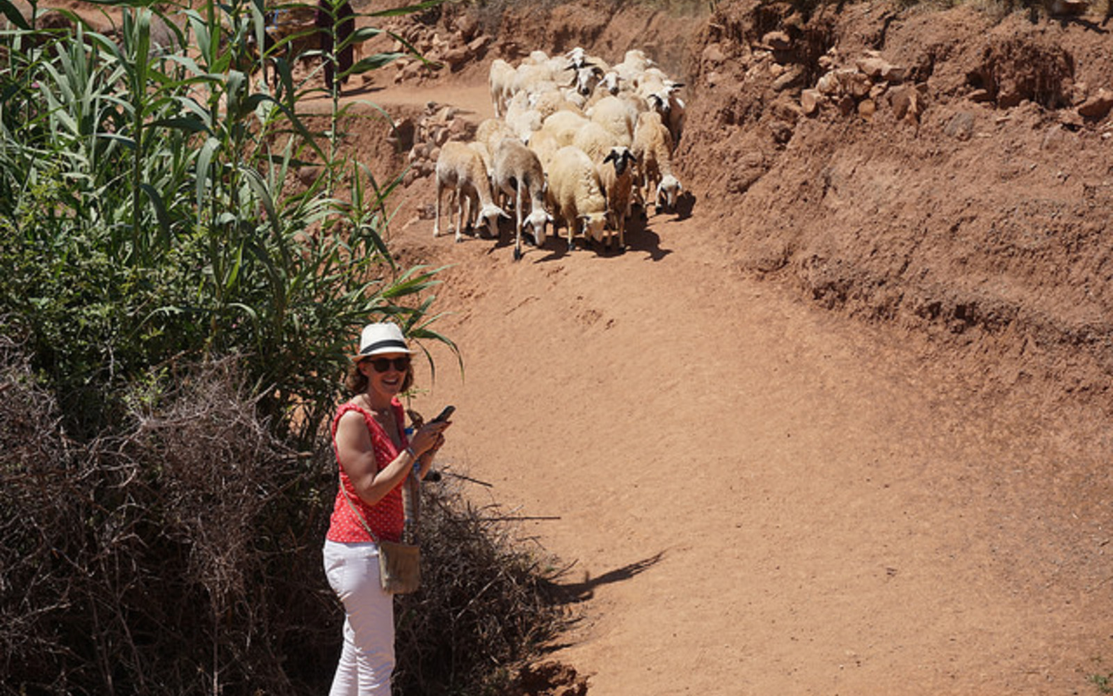 Sheep blocking the path!