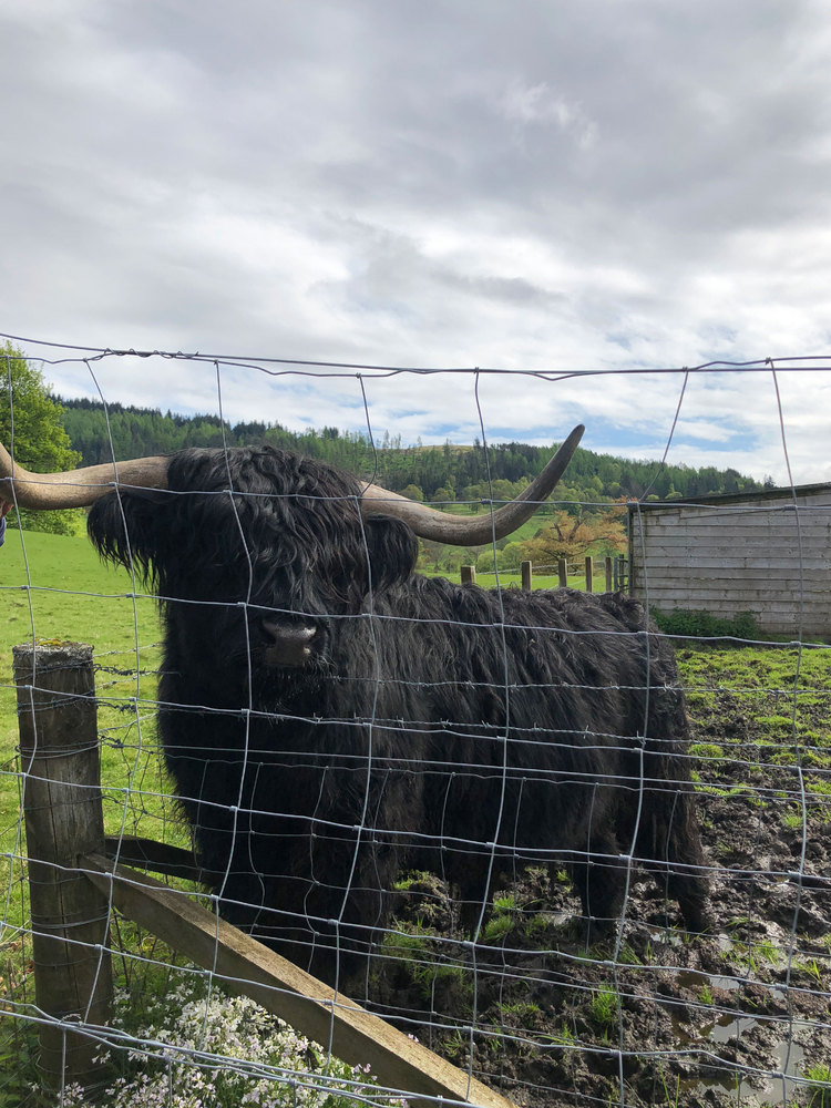 Hamish the coo...
