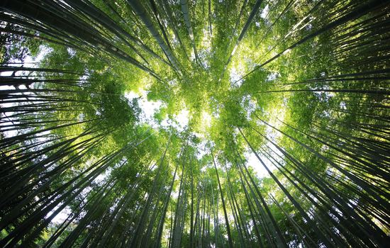 Back to Nature: Spa Treatment Trends