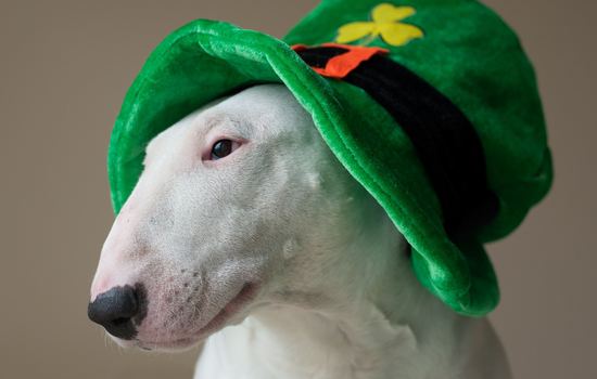 Paint the Town Green for St Patrick’s Day! 