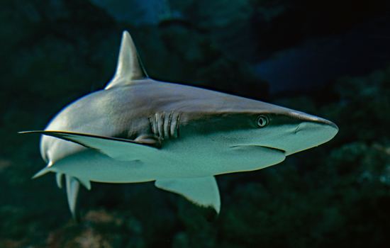 A Bitesize Guide to Sharks